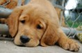 /album/animal-abuse-and-testing/sadpuppynews-1-jpg/